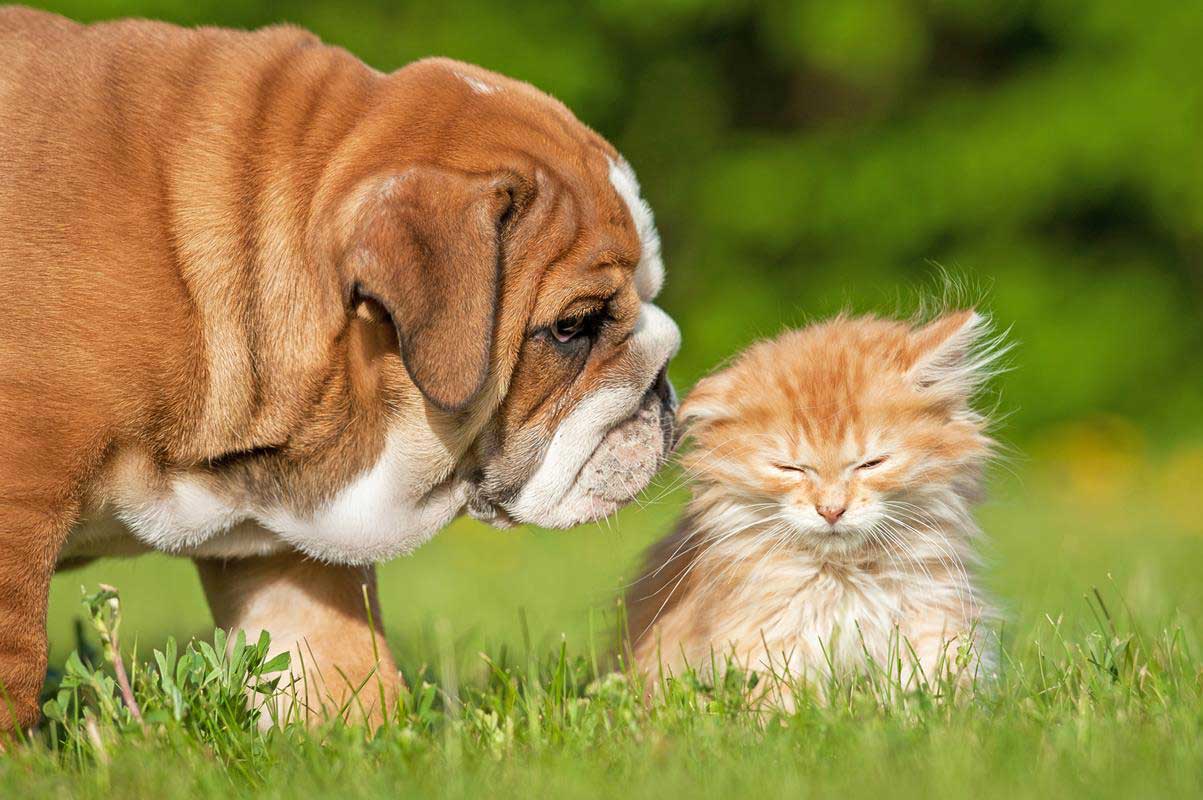 Puppy and Kitten Care in Lithia Springs