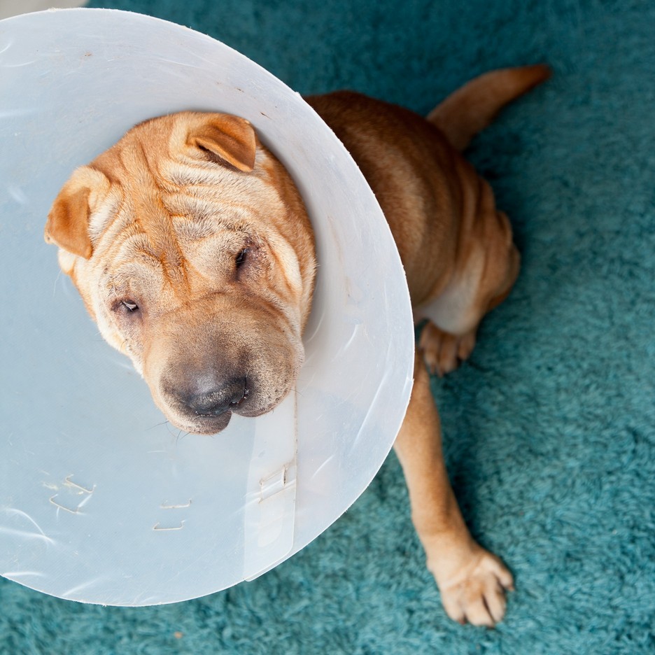 Surgery in Lithia Springs